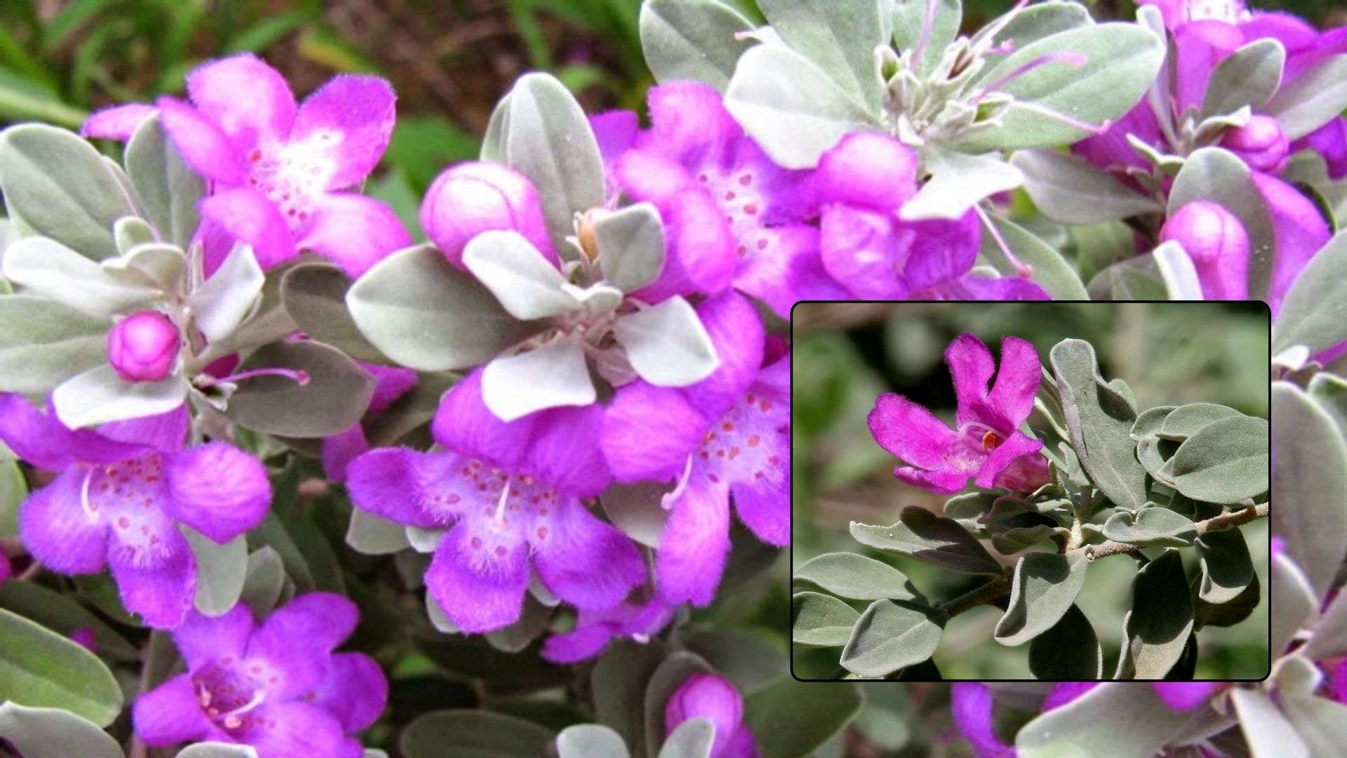 Cây Tuyết Sơn Phi Hồng Là Gì?